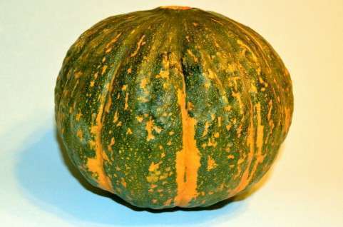 カボチャ