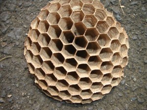 ハチの巣
