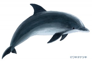 バンドウイルカ