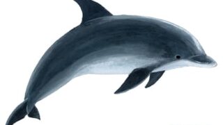 バンドウイルカ