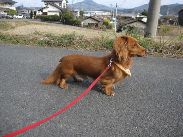 ダックスフント