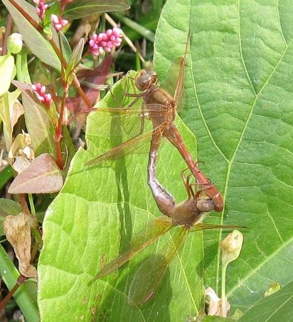 オオキトンボ 橙色のアカトンボ