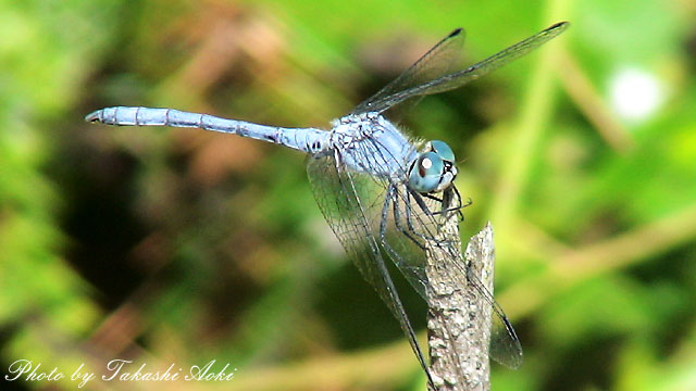 青いアカトンボ ナニワトンボ