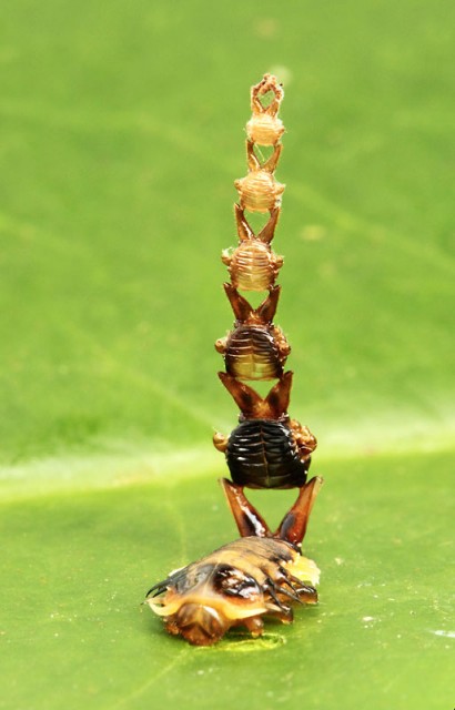 カメノコハムシ_1