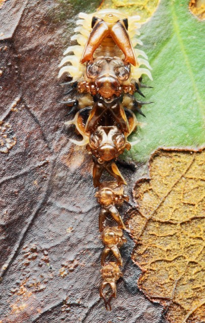 カメノコハムシ_2