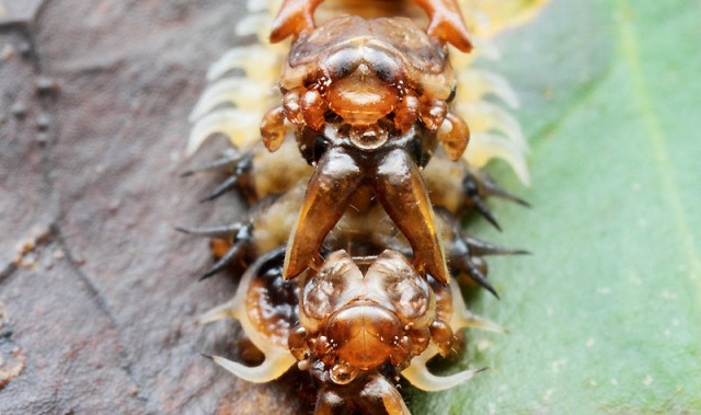 カメノコハムシ_3