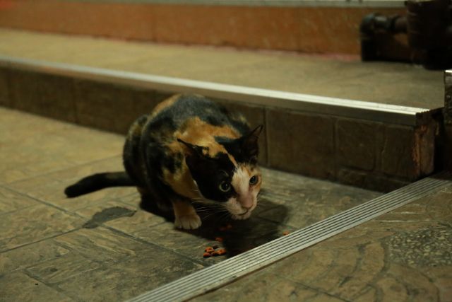 ペットフードを 食べる ネコ