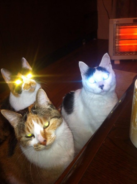 ネコの フラッシュ撮影