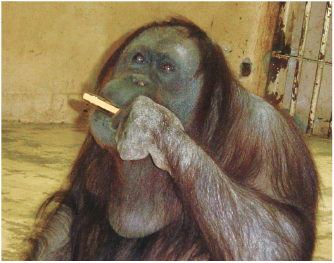 ハーモニカを 吹く オランウータン