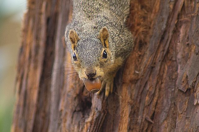 ドングリ を食べるリス