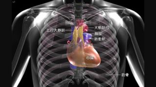 心臓の位置 中央 わずかに左寄り