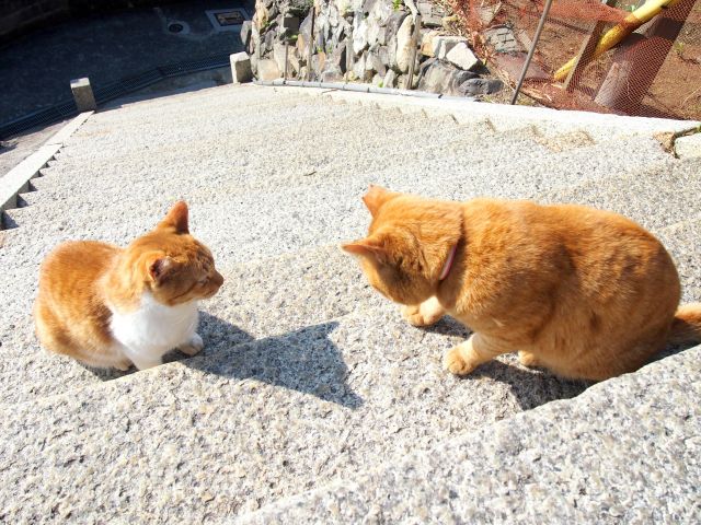 首都圏 加トケン 猫の会話