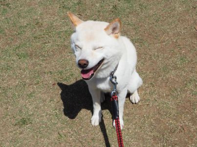 まばたきをしようとしたら目が開かなくなってしまった犬