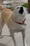 吠える　犬