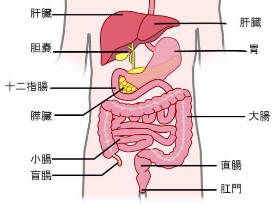 十二指腸のある場所