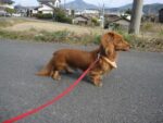 ダックスフント