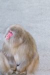 座り込む猿