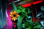 flower_space_01