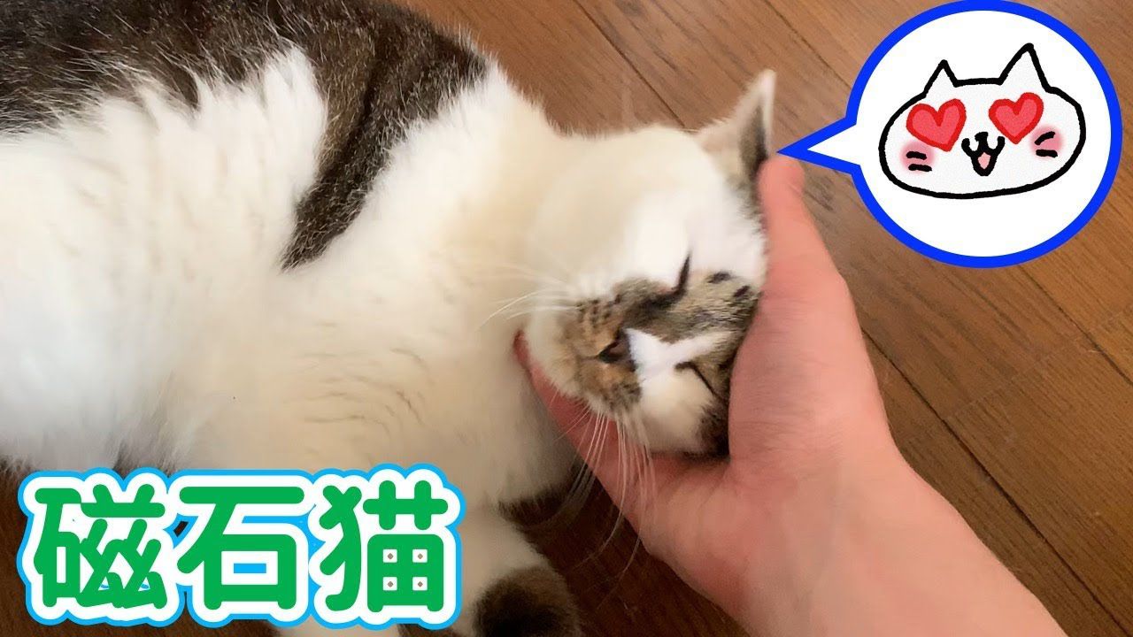 磁石になって手に吸い付きまくる猫