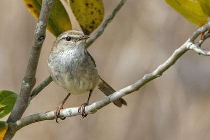 山の中で、木の枝に止まるウグイス