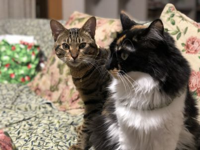 ラッコの石 - 猫のトンチンカン会話