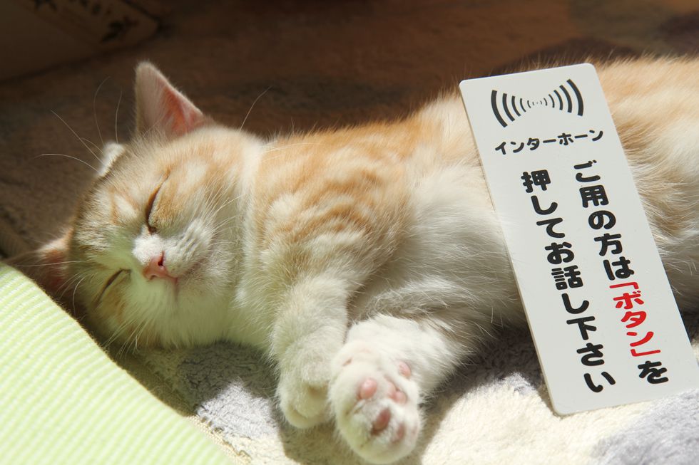 ボタンを押して下さい