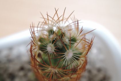 サボテン_03