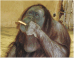 ハーモニカを 吹く オランウータン