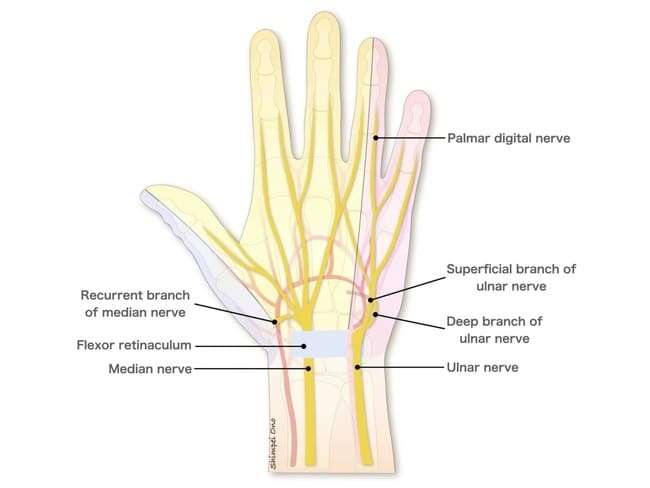 五指の神経の流れ