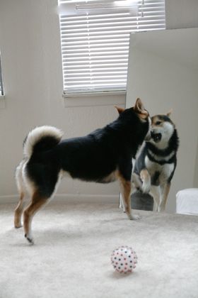 一人で しゃべる犬