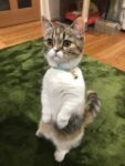 「どっこらしょ」と立ち上がる猫