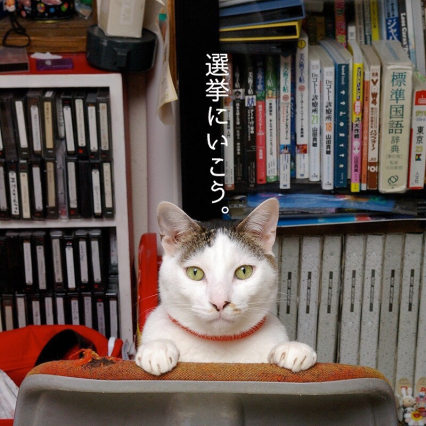 選挙を勧める 猫