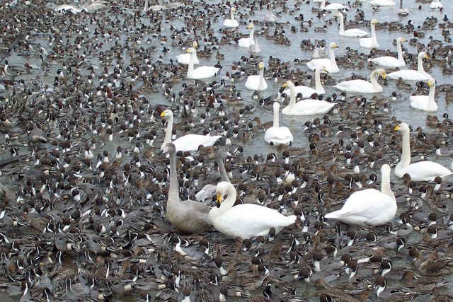 白鳥さん大渋滞-このエサは私のもの!