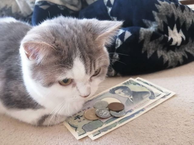 お金のやりくりを考える猫