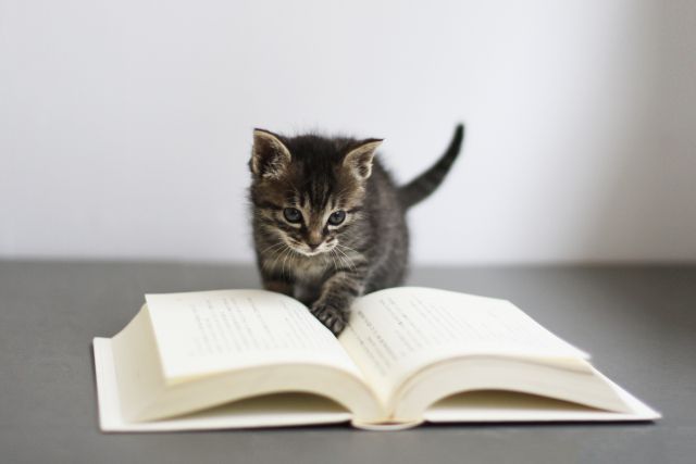 読書に挑戦する猫