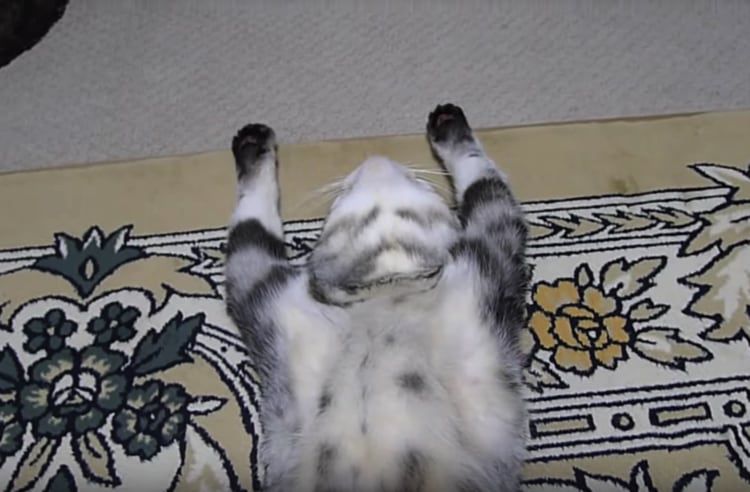 バンザイをする猫