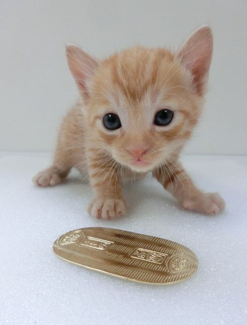 猫と小判