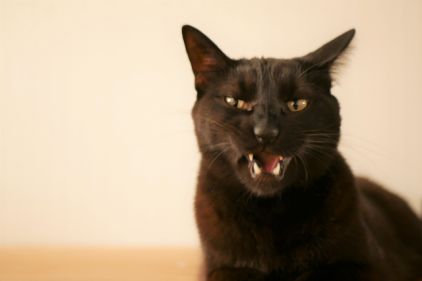 怒る猫