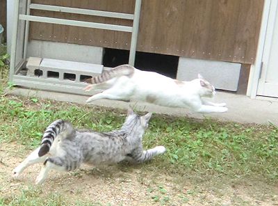 高速道路が重体
