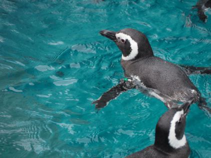 マゼランペンギン