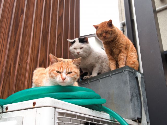 猫の会話 小判とは?