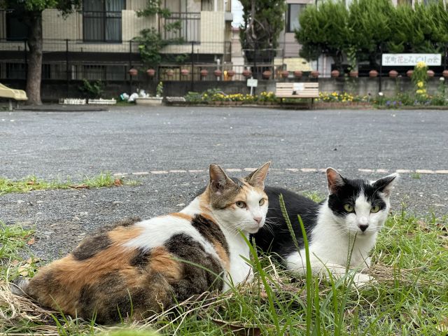 トランプって人間? 猫の会話