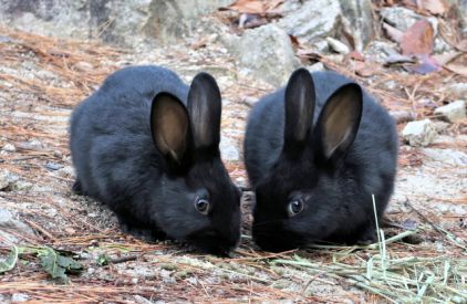 うさぎのトンチンカン会話