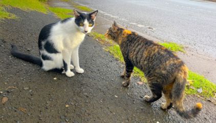 猫のトンチンカン会話