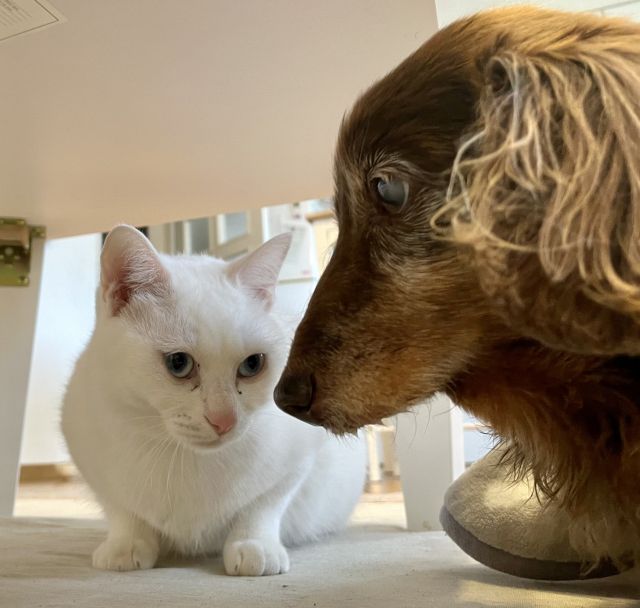 猫と犬のトンチンカン会話