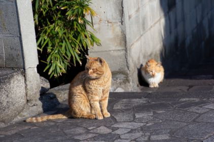 猫のトンチンカン会話
