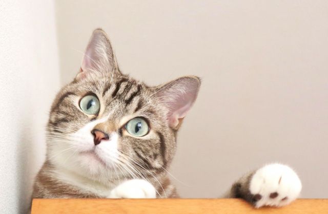 きょとんとする猫