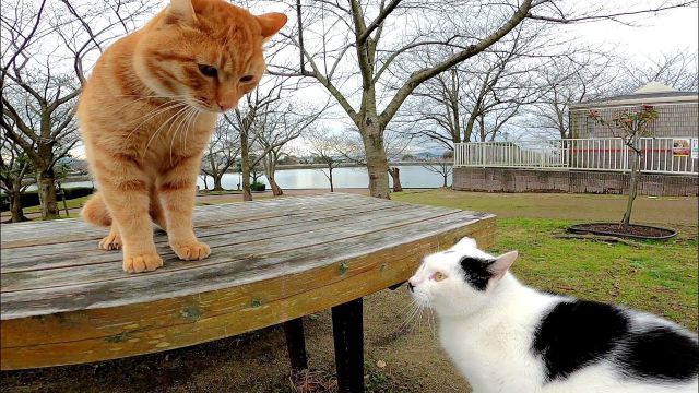 イベントとは？ - 猫のトンチンカン会話