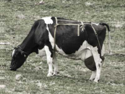 ブラジャーをつけた牛