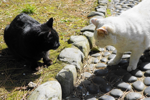 硫黄って? - 2匹の猫のトンチンカン会話